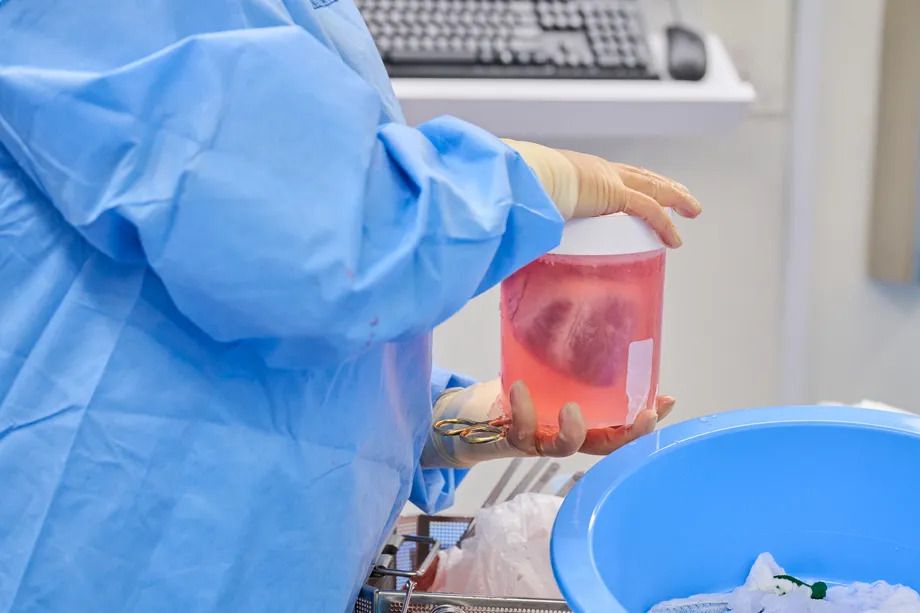 engineered pig hearts transplanted into dead people
